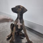 Galgo Poseidon, 03/2025, Endgröße ca. 65 cm