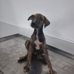 Galgo Poseidon, 03/2025, Endgröße ca. 65 cm