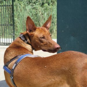 Podenco Canario Power, 06/2023, ca. 55 cm