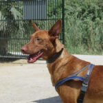 Podenco Canario Power, 06/2023, ca. 55 cm