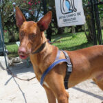 Podenco Canario Power, 06/2023, ca. 55 cm