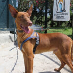 Podenco Canario Power, 06/2023, ca. 55 cm