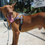 Podenco Canario Power, 06/2023, ca. 55 cm