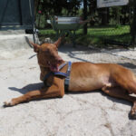 Podenco Canario Power, 06/2023, ca. 55 cm