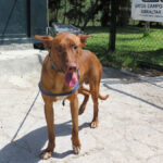 Podenco Canario Power, 06/2023, ca. 55 cm
