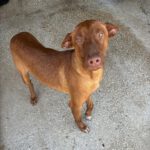 Podenco Canario Power, 06/2023, ca. 55 cm
