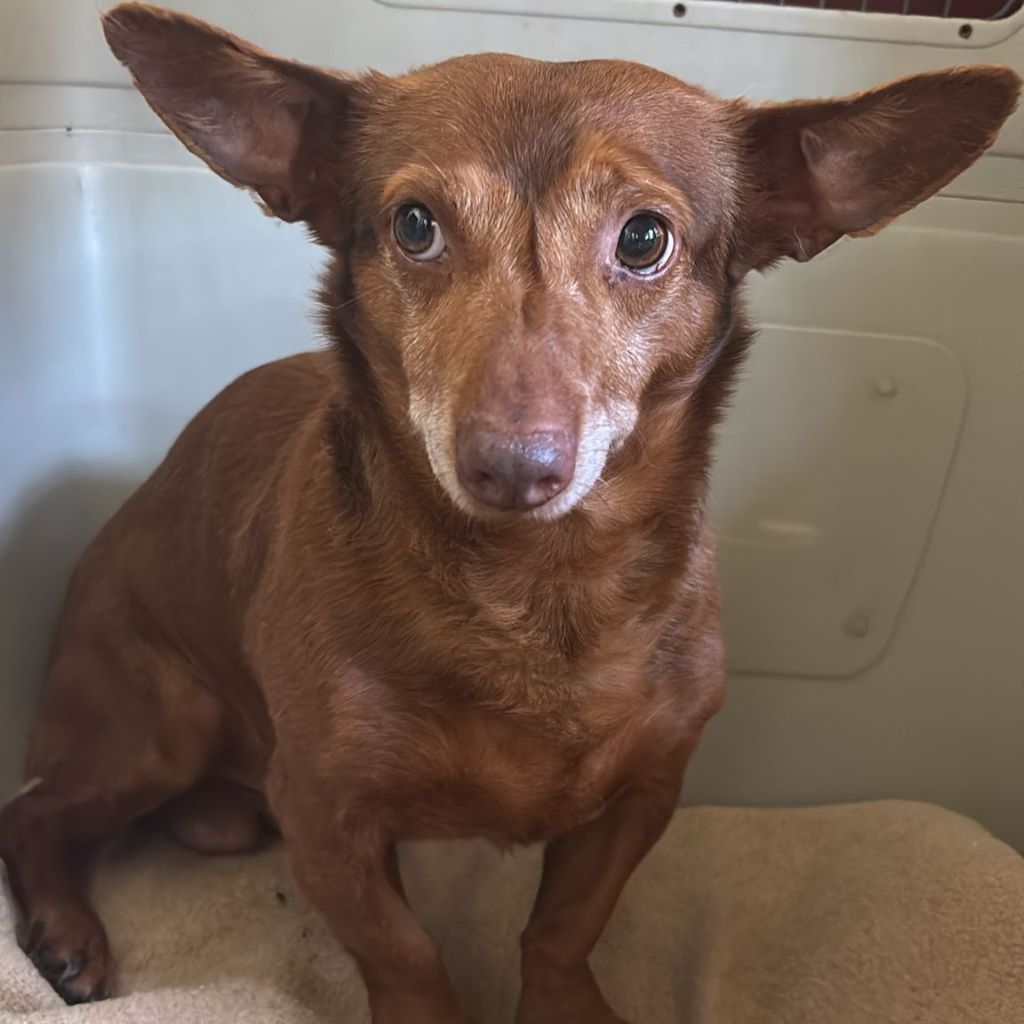 Podenco Maneto Pulgarcito,05/2018, ca. 35 cm