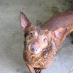 Podenco Maneto Pulgarcito,05/2018, ca. 35 cm