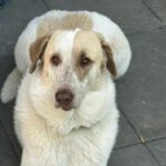 Mastin Queeny, 09/2021, ca. 70 cm, 61250 Usingen/ Weinborn