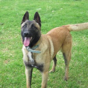 Malinois Quijote, 05/2024, ca. 65 cm