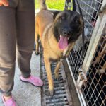 Malinois Quijote, 05/2024, ca. 65 cm