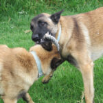 Malinois Quijote, 05/2024, ca. 65 cm