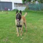 Malinois Quijote, 05/2024, ca. 65 cm