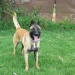 Malinois Quijote, 05/2024, ca. 65 cm