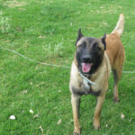 Malinois Quijote, 05/2024, ca. 65 cm