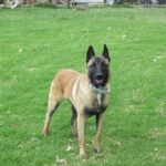 Malinois Quijote, 05/2024, ca. 65 cm