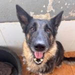 Schäferhund Reina, 03/2016, ca. 60 cm