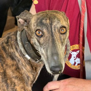 Galgo Rocio, 01/2024, ca. 65 cm