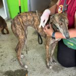 Galgo Rocio, 01/2024, ca. 65 cm