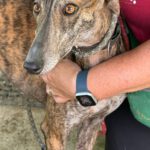 Galgo Rocio, 01/2024, ca. 65 cm