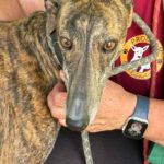 Galgo Rocio, 01/2024, ca. 65 cm