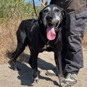 Labrador Rocky, 05/2011, ca. 50 cm