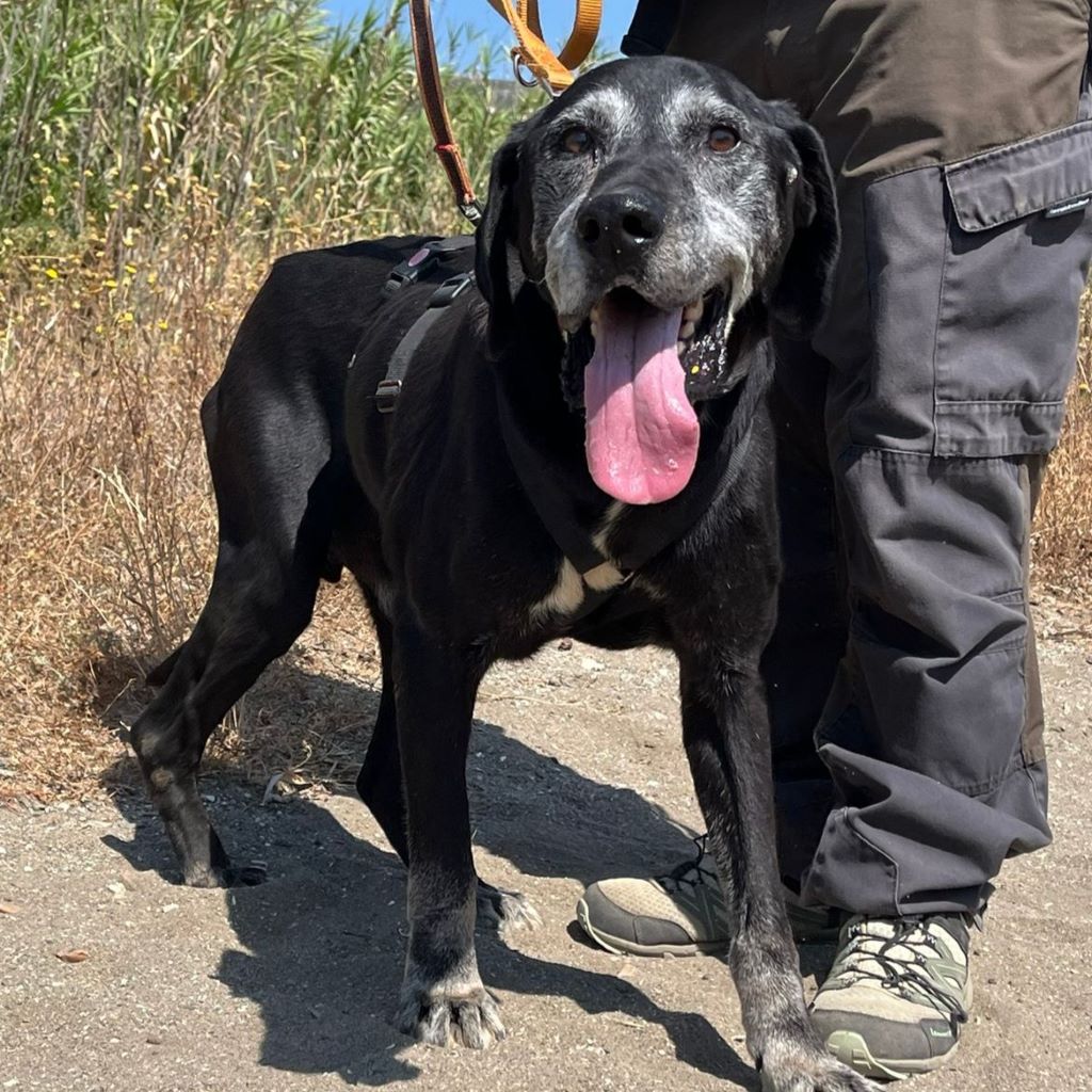 Labrador Rocky, 05/2011, ca. 50 cm