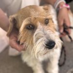 Jack Russel Terrier Rolo, 08/2024, ca. 30 cm