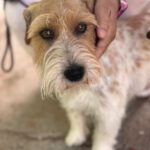 Jack Russel Terrier Rolo, 08/2024, ca. 30 cm