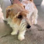Jack Russel Terrier Rolo, 08/2024, ca. 30 cm