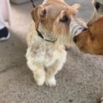 Jack Russel Terrier Rolo, 08/2024, ca. 30 cm