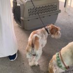 Jack Russel Terrier Rolo, 08/2024, ca. 30 cm