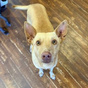 Podenco Romeo, 05/2024, ca. 45 cm