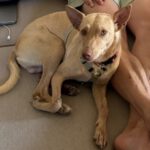 Podenco Romeo, 05/2024, ca. 45 cm