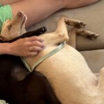 Podenco Romeo, 05/2024, ca. 45 cm