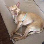 Podenco Romeo, 05/2024, ca. 45 cm