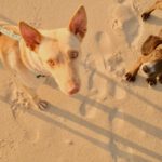 Podenco Romeo, 05/2024, ca. 45 cm
