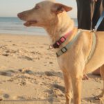 Podenco Romeo, 05/2024, ca. 45 cm