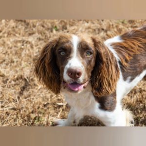 English Springer Spaniel Ron, 10/2024, Endgröße ca. 46 cm