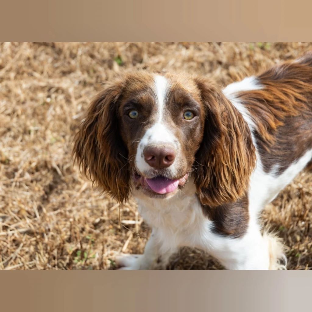 English Springer Spaniel Ron, 10/2024, Endgröße ca. 46 cm