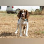 English Springer Spaniel Ron, 10/2024, Endgröße ca. 46 cm