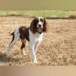 English Springer Spaniel Ron, 10/2024, Endgröße ca. 46 cm