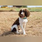 English Springer Spaniel Ron, 10/2024, Endgröße ca. 46 cm