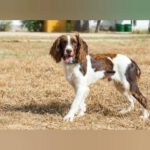 English Springer Spaniel Ron, 10/2024, Endgröße ca. 46 cm