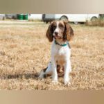 English Springer Spaniel Ron, 10/2024, Endgröße ca. 46 cm