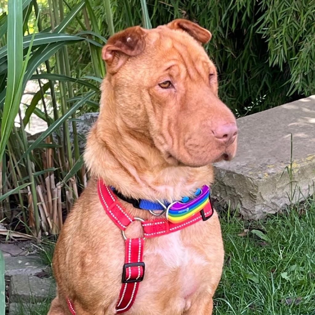 Shar Pei Mischling Ruano, 11/2022, ca. 50 cm,31188 Holle/Hersum