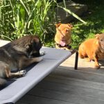 Shar Pei Mischling Ruano, 11/2022, ca. 50 cm,31188 Holle/Hersum