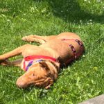 Shar Pei Mischling Ruano, 11/2022, ca. 50 cm,31188 Holle/Hersum