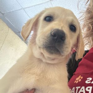 Labrador Rubino, 02/2025, Endgröße ca. 60 cm