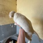 Labrador Rubino, 02/2025, Endgröße ca. 60 cm